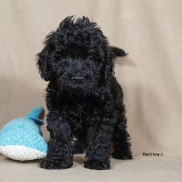 Pepper - Black male Labradoodle puppy in Colonial Beach, Virginia from Bristol Mine Kennels