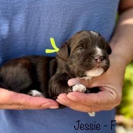 Jessie - Chocolate female Australian Labradoodle puppy in Morgan Hill, California from Loving Labradoodles