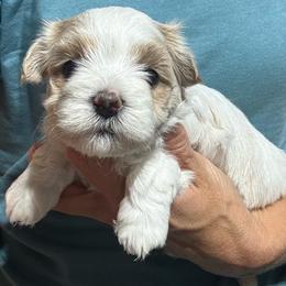Male 2 - Red male Havanese puppy in Congerville, Illinois from Happy Go Lucky Havanese