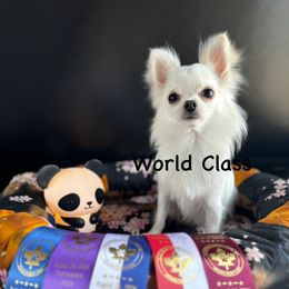 Baby - Chihuahua