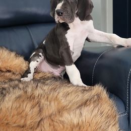 Great Dane Puppies from Northwood Euro Danes