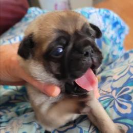 AKC Boy 5 dark fawn - Fawn male Pug puppy in Phoenix, Arizona from Pug Place Phoenix