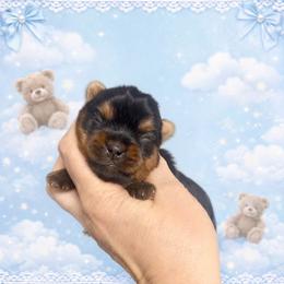 Romeo - Black and gold male Yorkshire Terrier puppy in Fredericksburg, Indiana from Yorkie Blessings