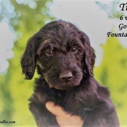 Trace - Black Goldendoodle puppy in Greer, South Carolina from South Paw Doodles