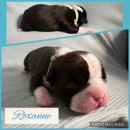 Roxy - Black and white female Boston Terrier puppy in Cochran, Georgia from Sweet Georgia Boston’s