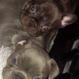 French Bulldogs from Benelli's Bunch French Bulldogs