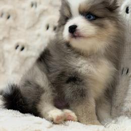 Marble - Merle male Pomsky puppy in Casa Grande, Arizona from Arizonas Pomsky Squad