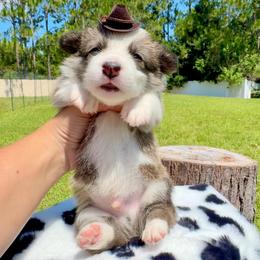 Cookie - Red and white male American Corgi puppy in Florida from Sunrise Corgis