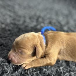 Romeo - Red  male Goldendoodle puppy in Twin Falls, Idaho from Magic Valley Family Doodles