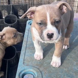 American Bully Puppies from Black Coal Bullies
