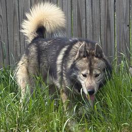 Aadi - Siberian Husky