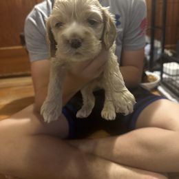 Blonde 1 blue collar----Alice - Buff male Cocker Spaniel puppy in Columbia, South Carolina from Fleur de Lis Cockers- Cuchna Cockers