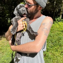 Great Dane Puppies from B3 Kennels