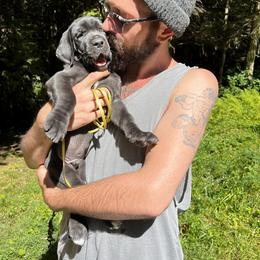 Great Dane Puppies from B3 Kennels