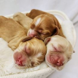 Cocker Spaniel Puppies from Lupine Cocker Spaniels