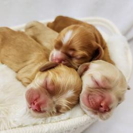 Cocker Spaniel Puppies from Lupine Cocker Spaniels