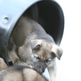 Shiloh Shepherd Puppies from Solace Shilohs