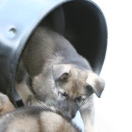Shiloh Shepherd Puppies from Solace Shilohs