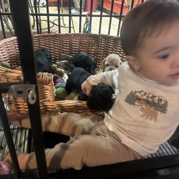 Cocker Spaniel puppies from Hidden Vallies Cocker Spaniels