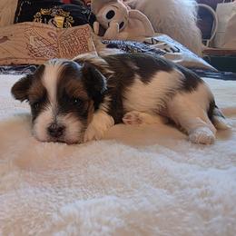 F6 - Fawn female Havanese puppy in Deer Park, Washington from Mt. Top Havanese