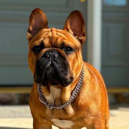 Zachary - French Bulldog