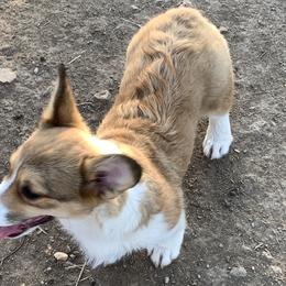 Girl 1 - Sable Pembroke Welsh Corgi puppy in Missouri from Cooler Farms Corgis