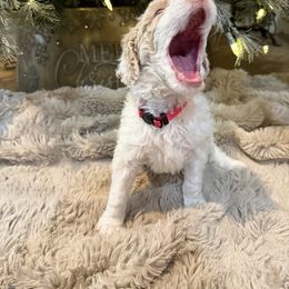 Pink - Parti female Poodle puppy in Vidor, Texas from East Bunch Poodles