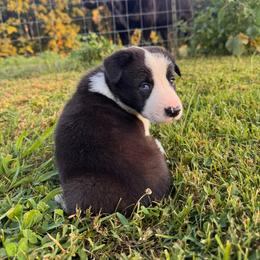 Hanna- one blue eye - Black and white female Border Collie puppy in Chattanooga, Tennessee from Ross Vegas Kennels