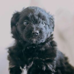 Aussiedoodles from Wildflower Puppies