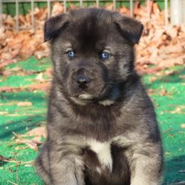 Cynder Male 1 - Agouti and white male Siberian Husky puppy in Hiawassee, Georgia from Chastains Huskies