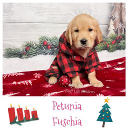Golden Retriever Puppies from Ruff Life Goldens