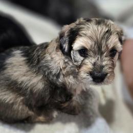Choc merle male - Chocolate brindle male Havapoo puppy in Medina, Ohio from Momma's Minis