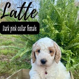 Latte - Parti female Goldendoodle puppy in Taylorsville, North Carolina from Doggone Dixie Doodles