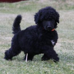Charmander - Black male Poodle puppy in Ephrata, Washington from NCR Ranch