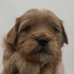Goldendoodle Puppies from Graystone Doodles