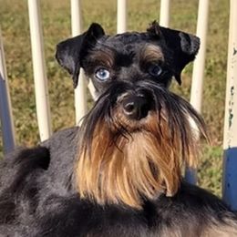Miniature Schnauzers from Schnauzer Snobs