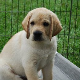 Labrador Retrievers from Lynn Pannicke's Labrador Retrievers