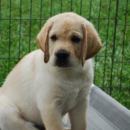 Labrador Retrievers from Lynn Pannicke's Labrador Retrievers