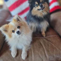 Pomeranian puppies from Marostica Paws