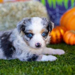 Wilder - Blue merle male Miniature Australian Shepherd puppy in Granbury, Texas from Best Little Aussies