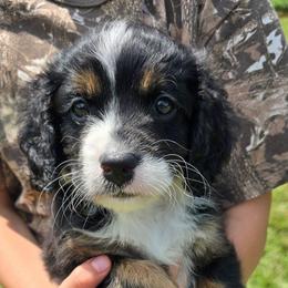 Rex - Red - Tri-color male Bernedoodle puppy in Carlisle, Iowa from Farnsworth Bernedoodles