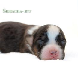 Sriracha - Black tri-color female Australian Shepherd puppy in Coldwater, Michigan from Northern Star Australian Shepherds