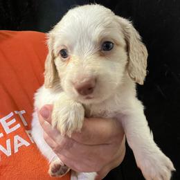 Parfait - Cream female Dachshund puppy in Bigfork, Minnesota from Dachshunds Up North