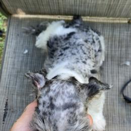 Boy 4 - Parti male Miniature Schnauzer puppy in Lufkin, Texas from Fergie’s Miniature Schnauzers