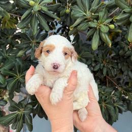 Benedict - Parti male Goldendoodle puppy in Barstow, California from Golden Desert Doodles