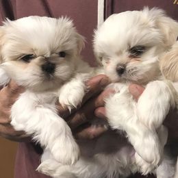 Shih Tzus from Simply Shih Tzu