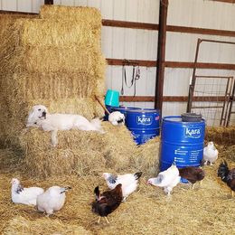 Colorado Mountain Dogs from Painted Horizon Acres
