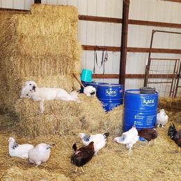 Colorado Mountain Dogs from Painted Horizon Acres