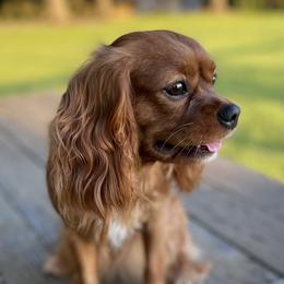 Buttercup - Cavalier King Charles Spaniel