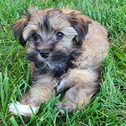 Havanese from Brugger's Breeders, LLC